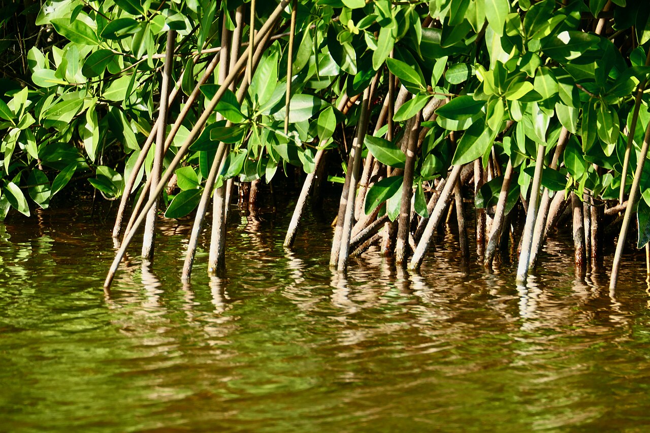 Sisal Yucatán